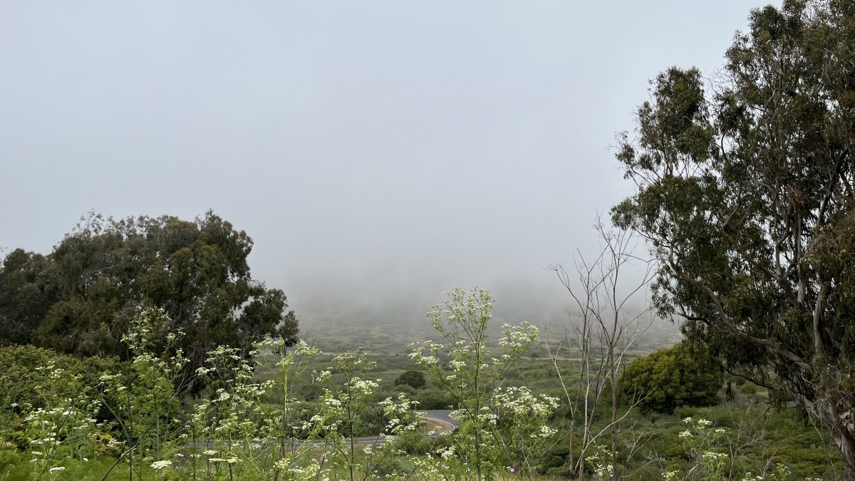 Fog filling the valley, Headlands Center for the Arts