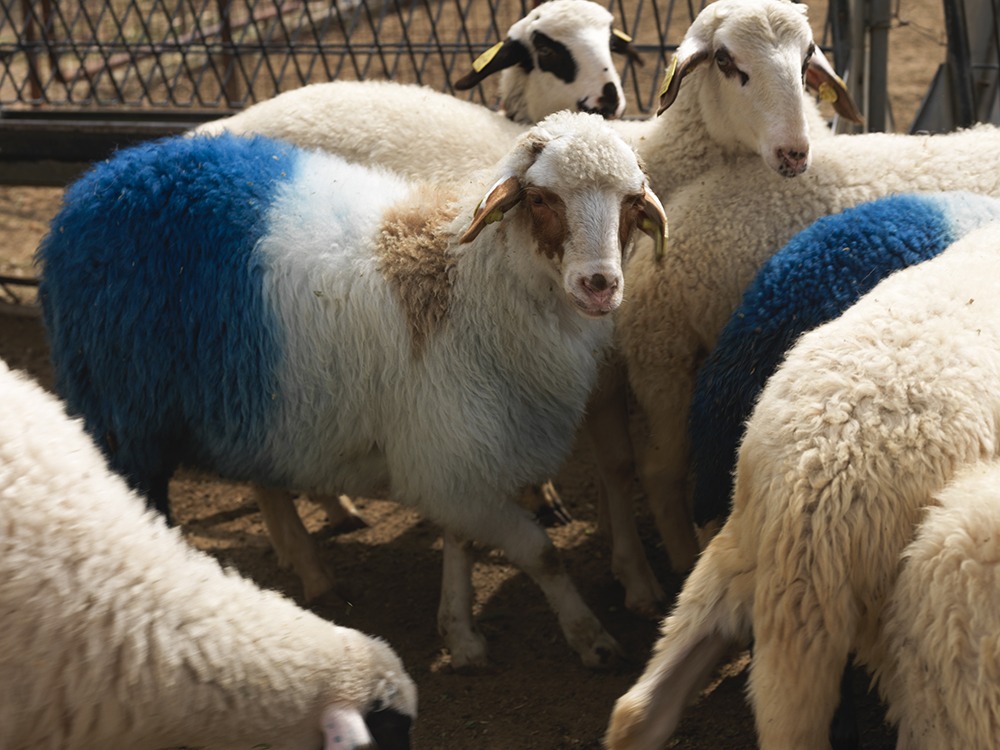 Aboubakar Fofana, Ka touba Farafina yé (Africa blessing), 2017, fifty-four lambs, the African continent, indigo, pasture, and people, Agricultural University of Athens, Athens, documenta 14, photo: Stathis Mamalakis