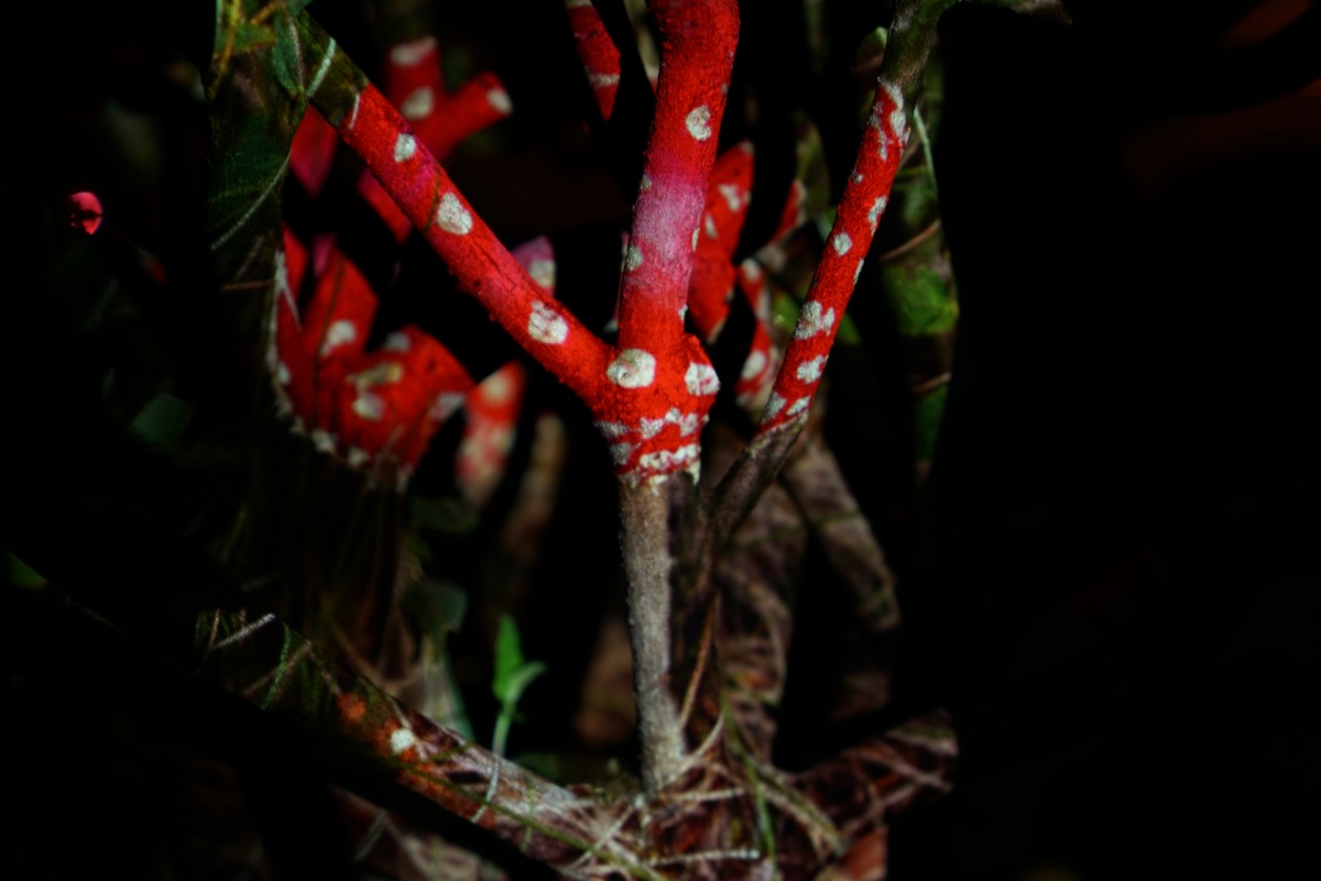 Yoav Ruda, Mushroom Tree Hybrid, 2020, projection photography
